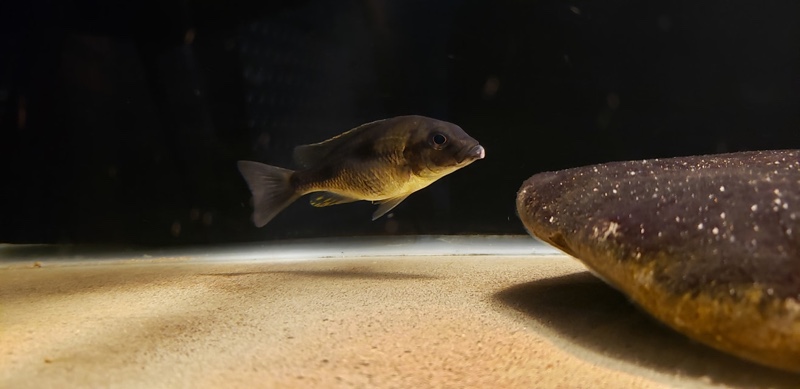 Naevochromis chrysogaster